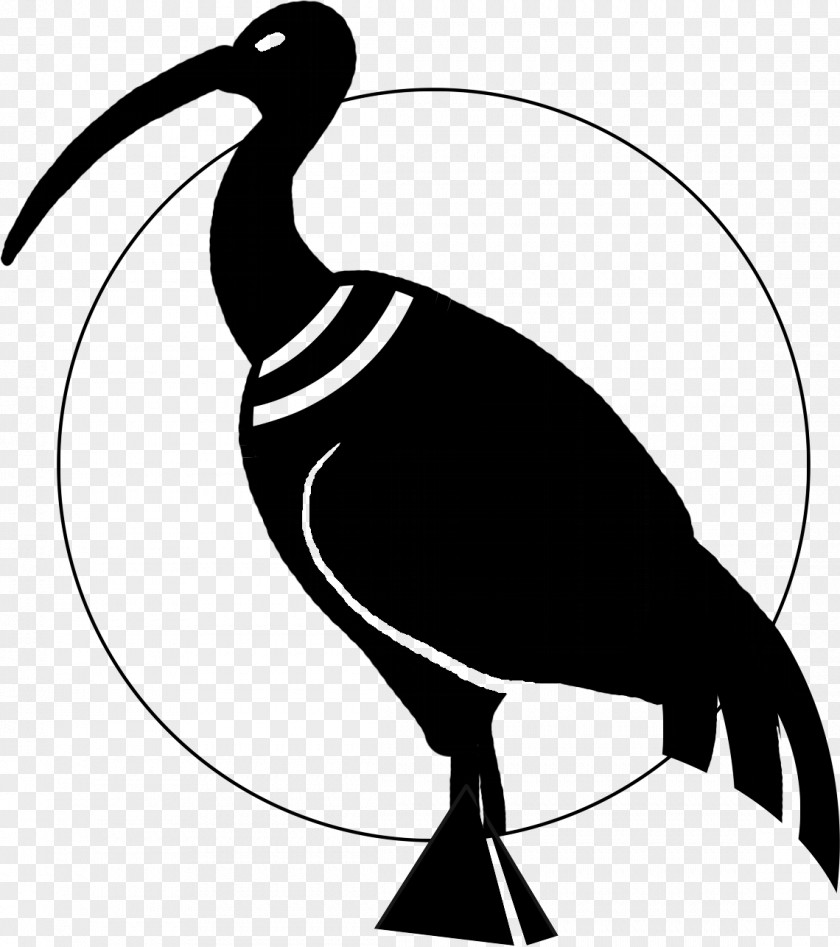 Thoth Ibis Water Bird Beak PNG