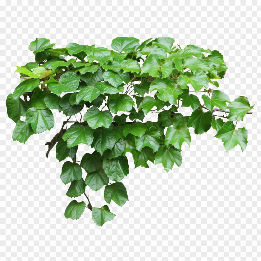 Balcony Tote Bag Common Ivy Vine Evergreen PNG