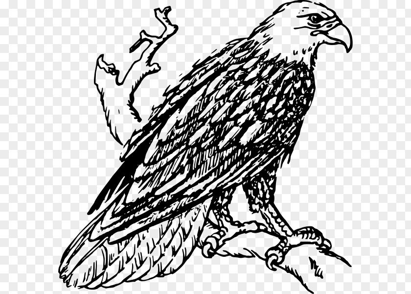 Eagle Bald Black-and-white Hawk-eagle Drawing Clip Art PNG