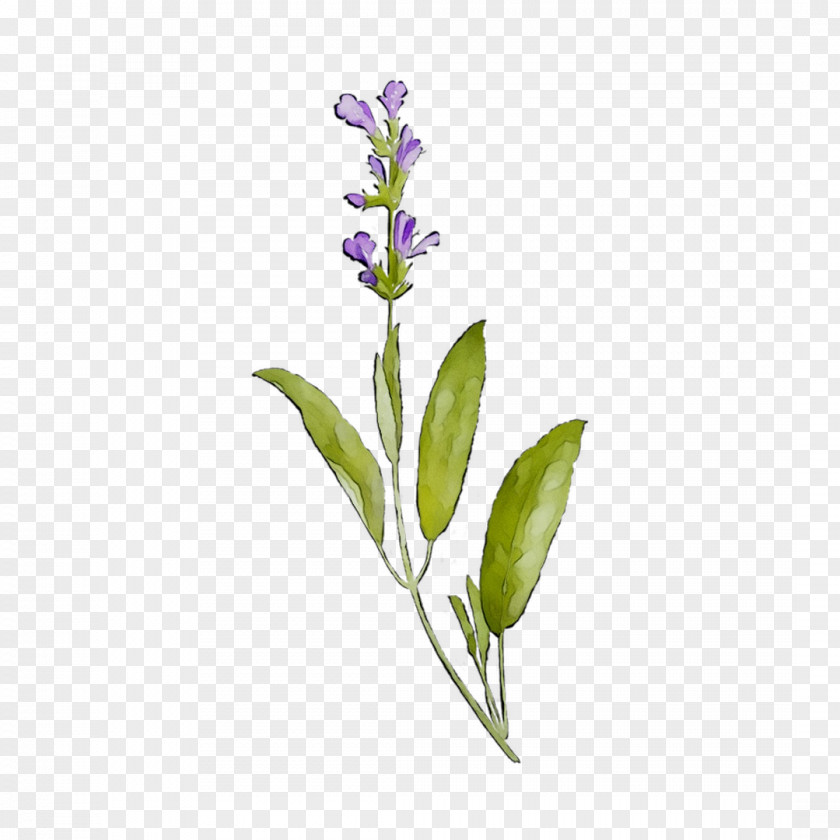 Lavender Common Sage Plant Stem Plants PNG