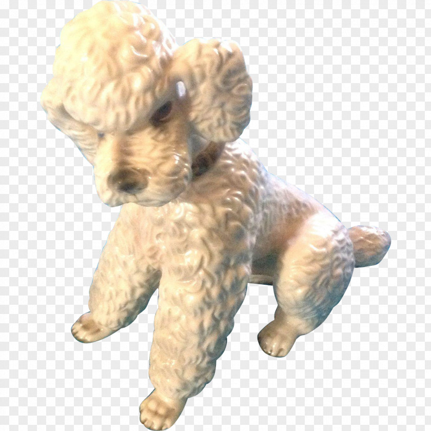 Poodle Toy Miniature Puppy Cockapoo PNG
