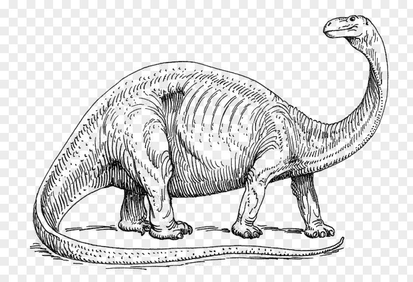 Brontosaurus Apatosaurus Coloring Book Stegosaurus Child PNG