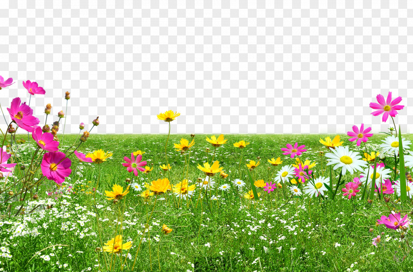 Green Meadow PNG