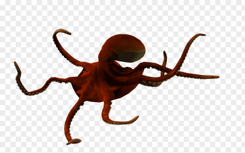 Octopus Animals Names 3D Computer Graphics Clip Art PNG