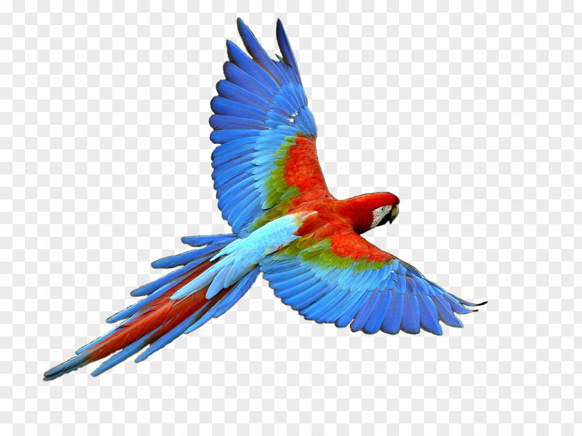Parrot Bird Budgerigar Clip Art PNG