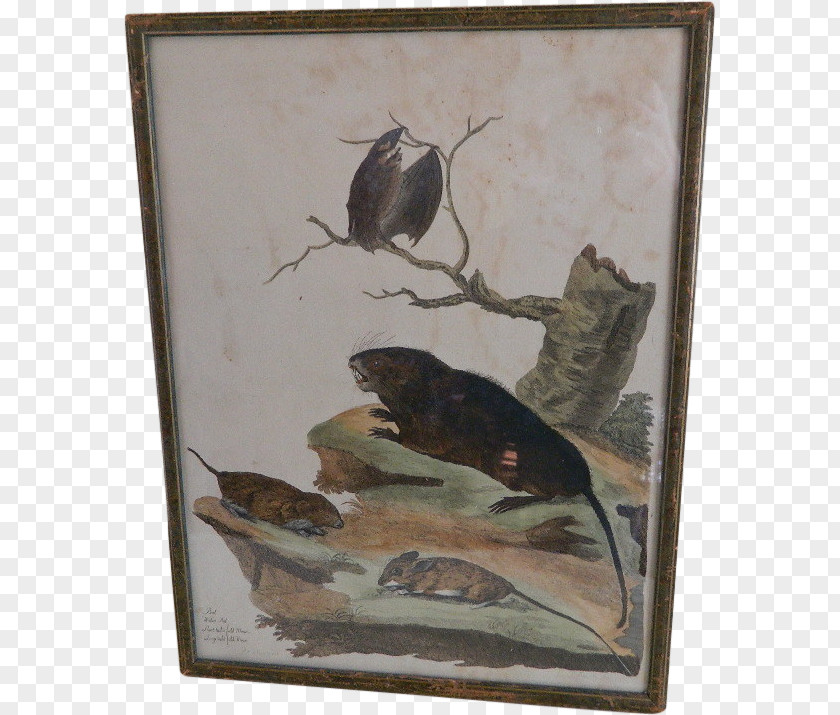 Rat & Mouse British Zoology Natural History Painting PNG