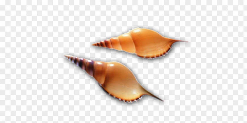 Two Conch Seashell Molluscs Computer File PNG