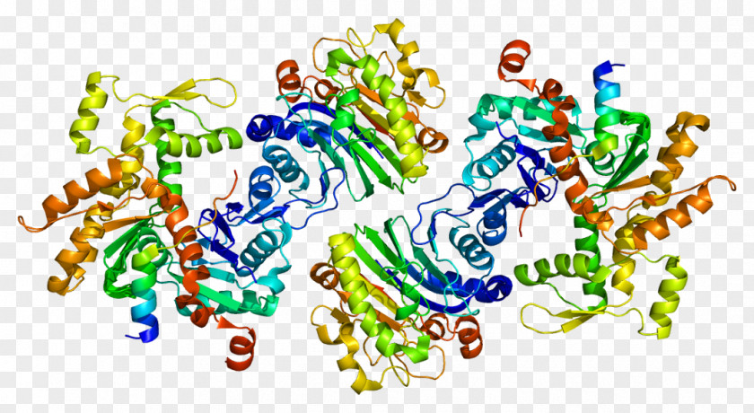 WASF2 Protein Bruton's Tyrosine Kinase Lamellipodium Actin PNG