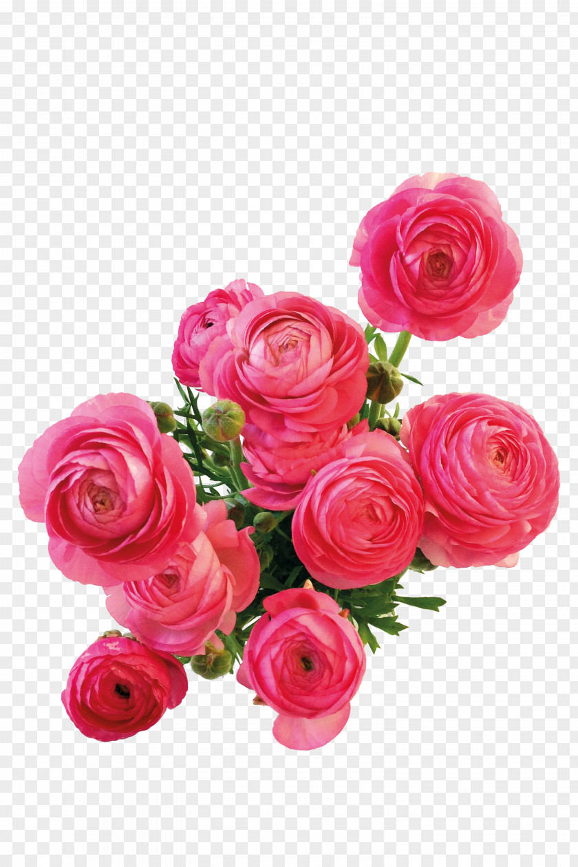 Chinese Rose Flower Photography Android PNG