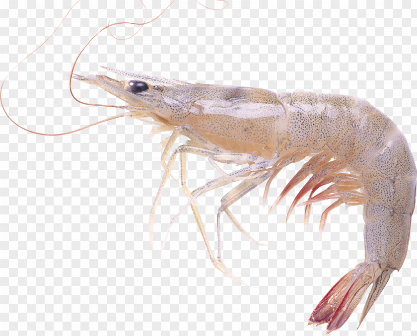 Chinese White Shrimp Prawn Caridean PNG white shrimp Shrimp, Shrimps , gray clipart PNG