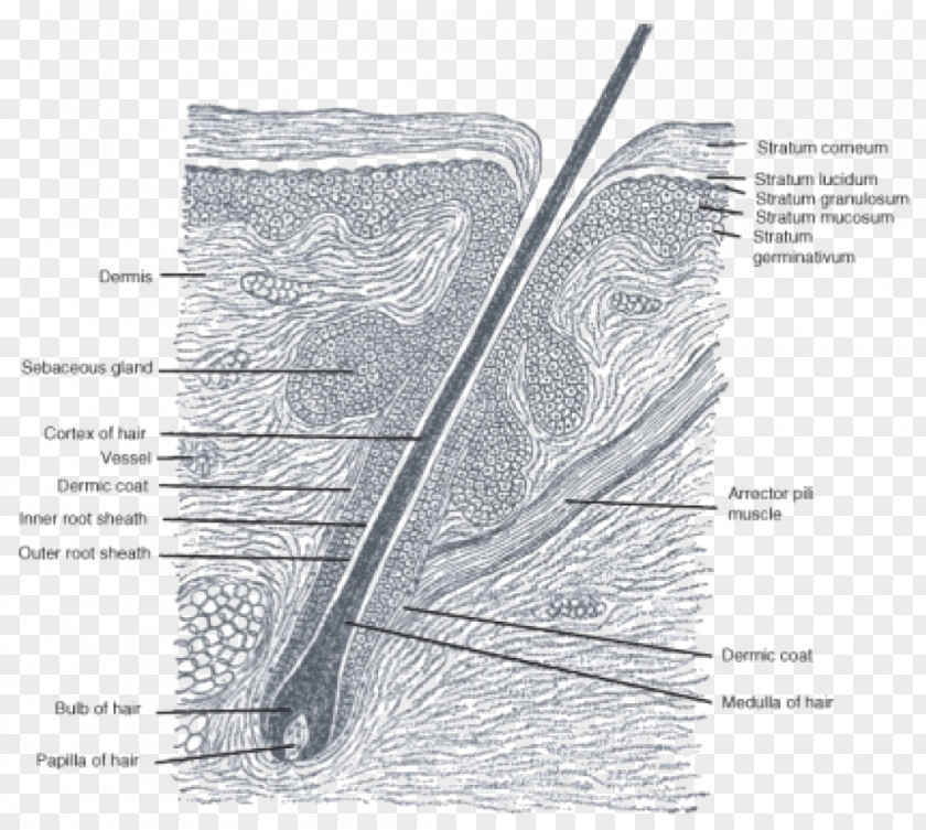 Hair Follicle Anatomy Sebaceous Gland Matrix PNG
