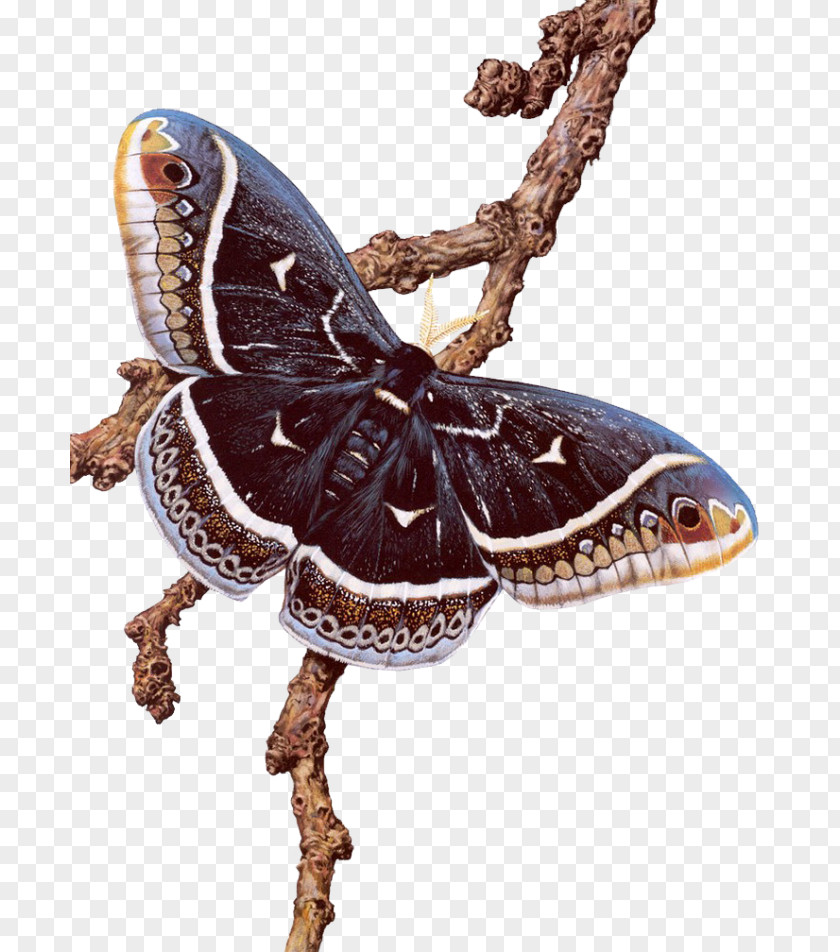 Insect Photography Butterflies And Moths African Death's Head Hawkmoth PNG