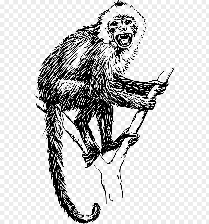Monkey White-headed Capuchin Tufted Drawing Clip Art PNG