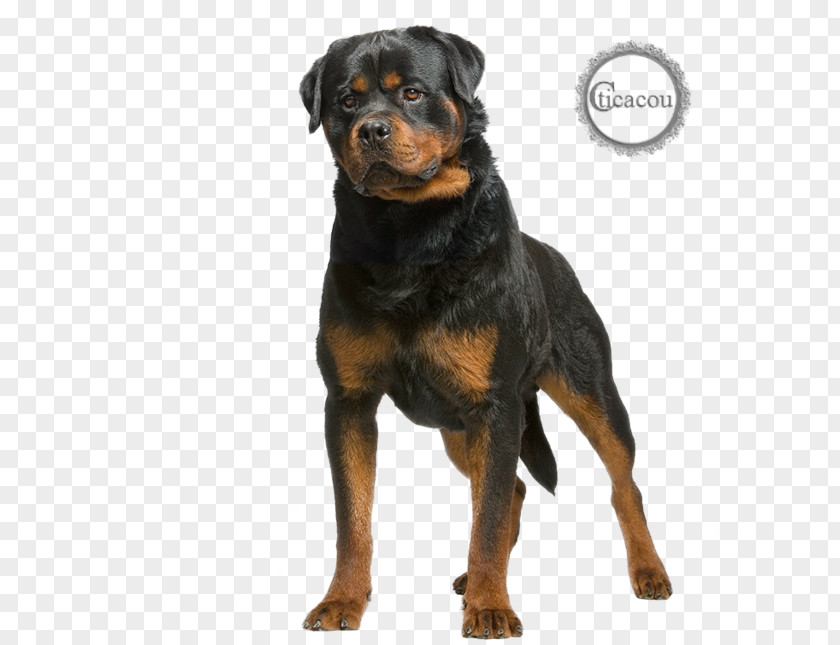 Puppy The Rottweiler Dobermann German Shepherd Dog Breed PNG