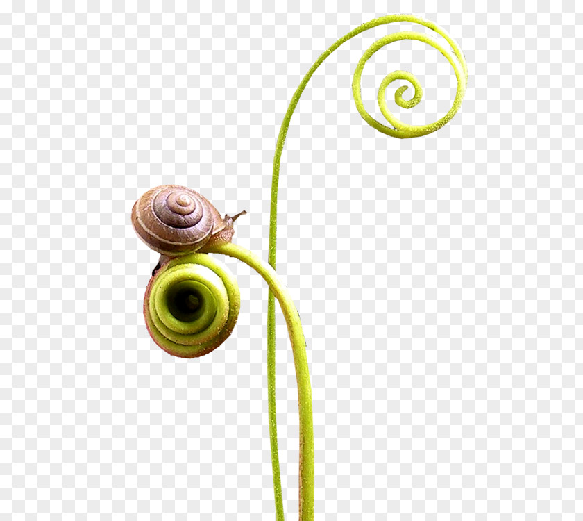 Snails Snail Spiral Seashell PNG