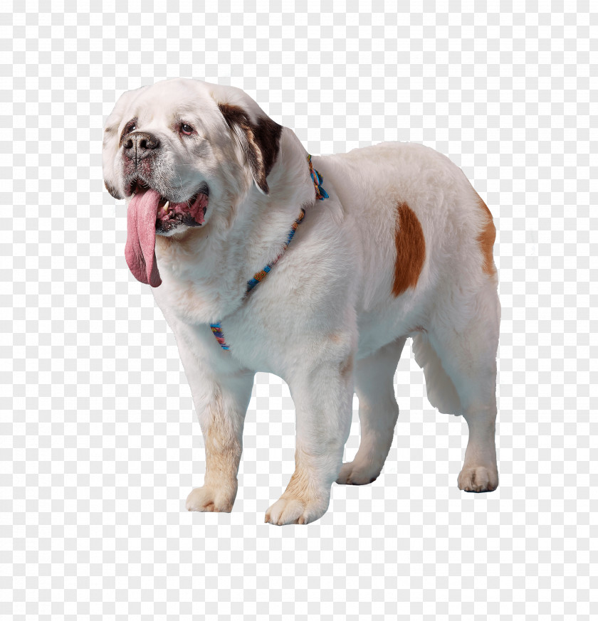 Dog Tongue Breed The St. Bernard Mochi Sporting Group PNG