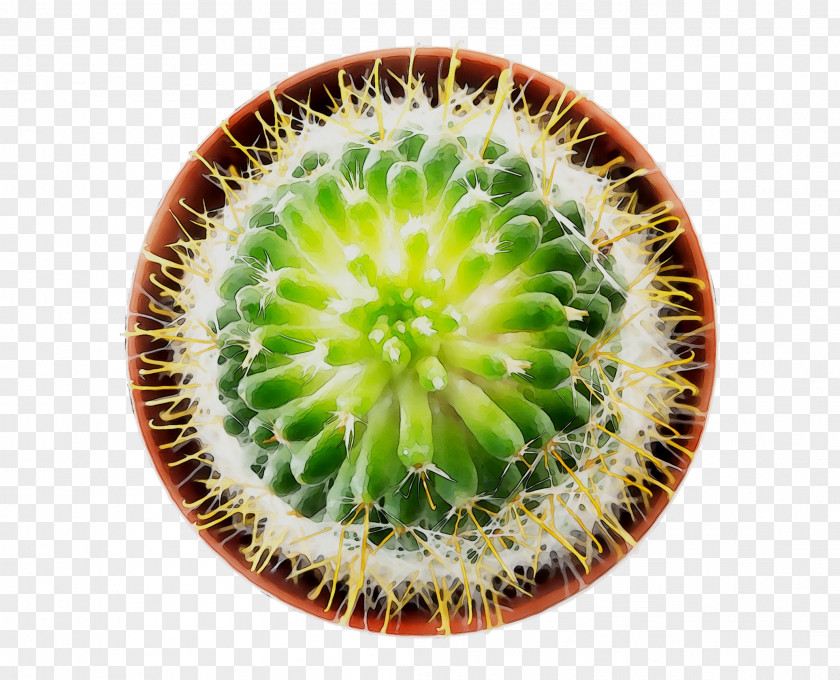 Thorns, Spines, And Prickles PNG