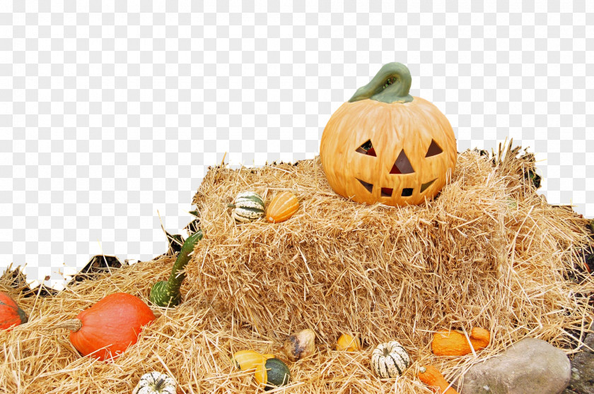 Winter Squash Agriculture Pumpkin PNG