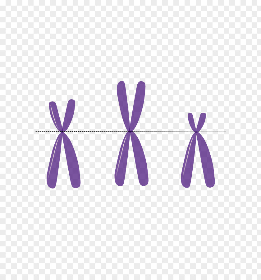 Chromosome Vector Anti-centromere Antibodies Autosome DNA PNG