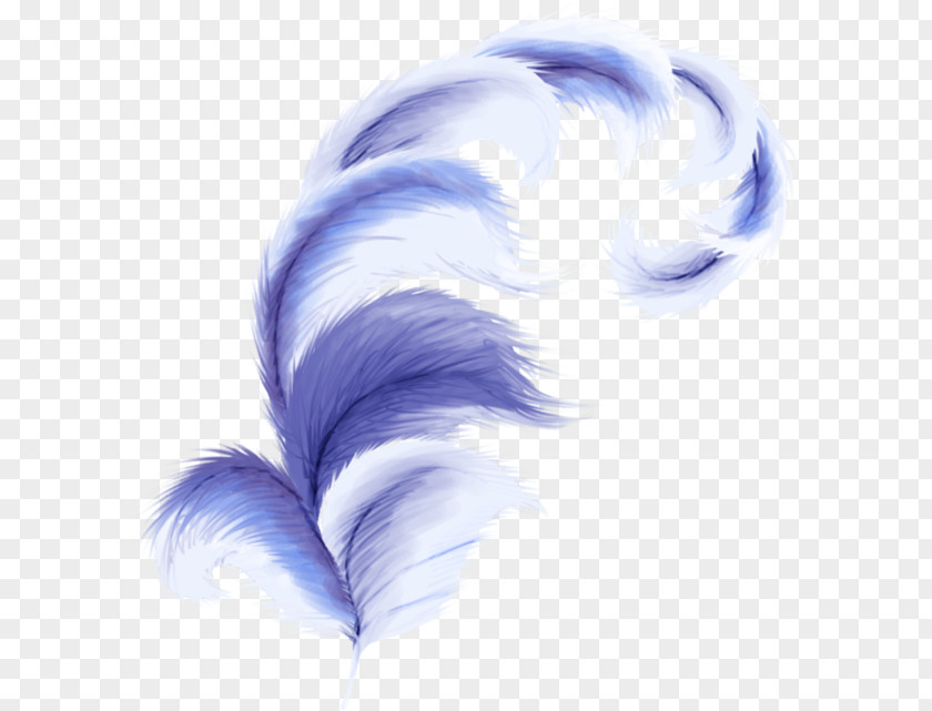 Feather Clip Art PNG