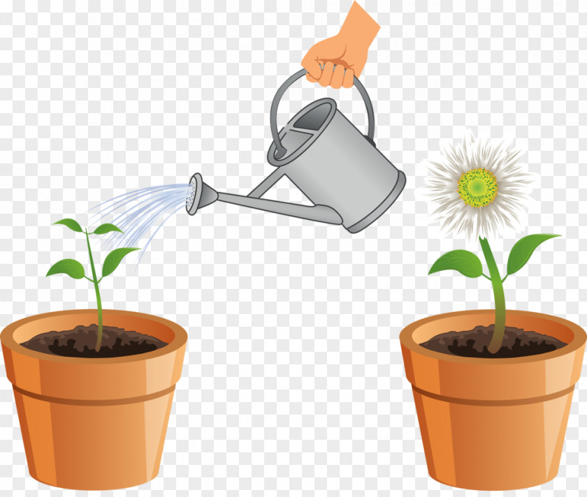 Flower Drawing Plant PNG