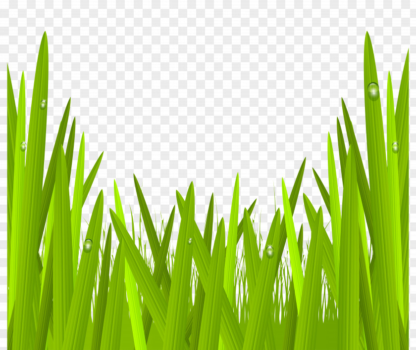 Green Grass Transparent Clip Art Image Glass PNG