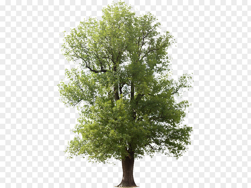 Populus Nigra Tree Green Ash Black Oak Royalty-free PNG