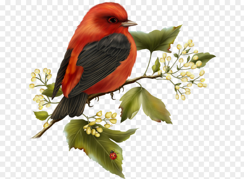Red And Black Bird Free Clipart Parrot Clip Art PNG