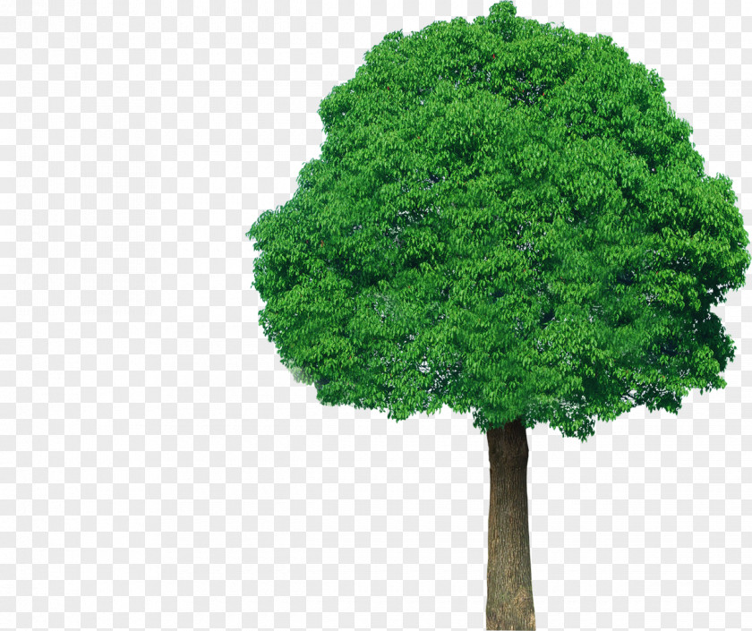 Tree Top View Green Plant Clip Art PNG
