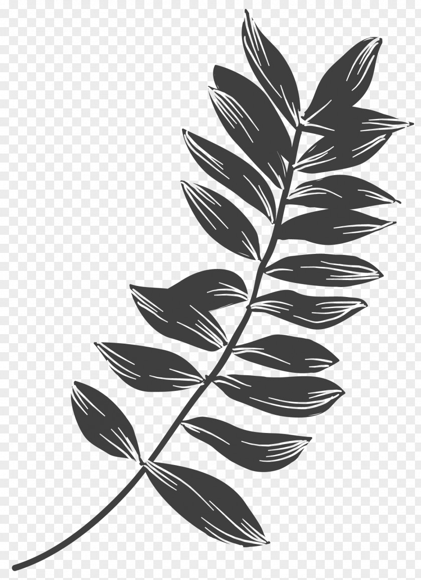 Black Leaves Plant Leaf And White PNG