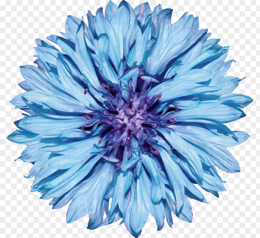 Cornflower Blue Royalty-free Stock Photography PNG