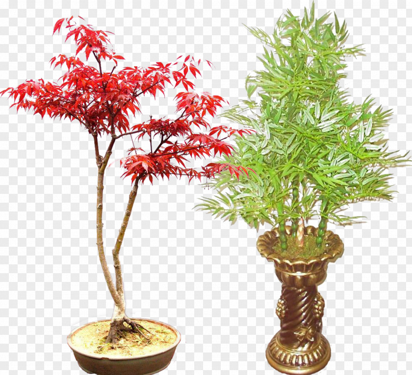 Free To Pull The Potted Material Red Maple Bonsai Bambusa Ventricosa Bamboo Plant PNG
