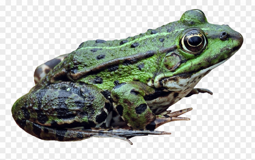 Frog American Bullfrog PNG