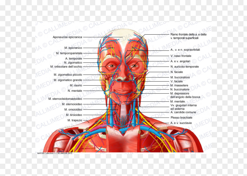 Neck Muscle Head And Anatomy Anterior Triangle Of The Blood Vessel Nerve PNG