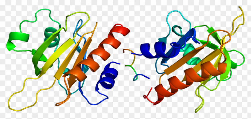 Profilin 1 Actin Protein Structure PNG