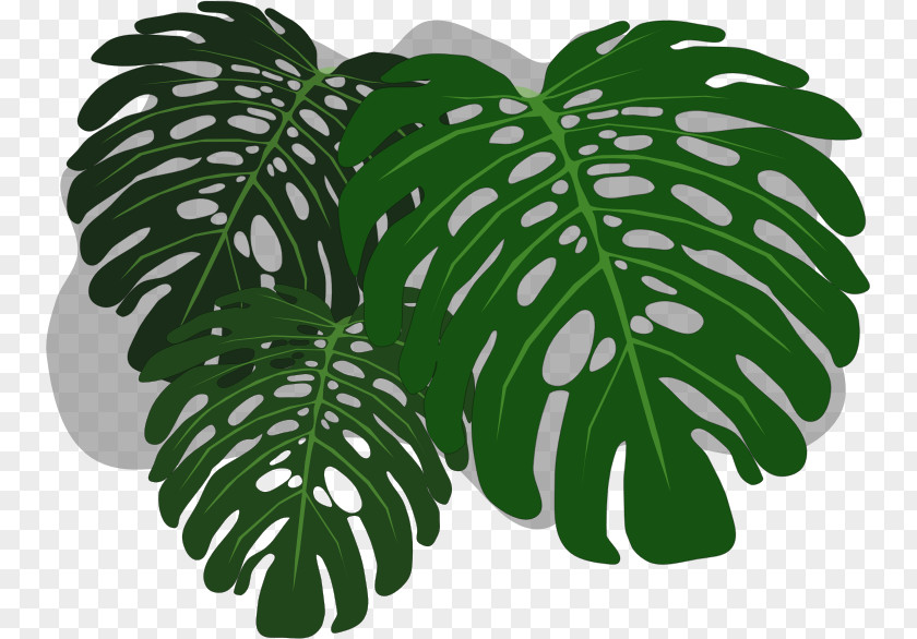 Philodendron Swiss Cheese Plant Clip Art PNG