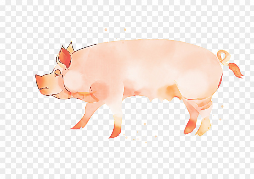 Animal Figure Boar Pig Cartoon PNG