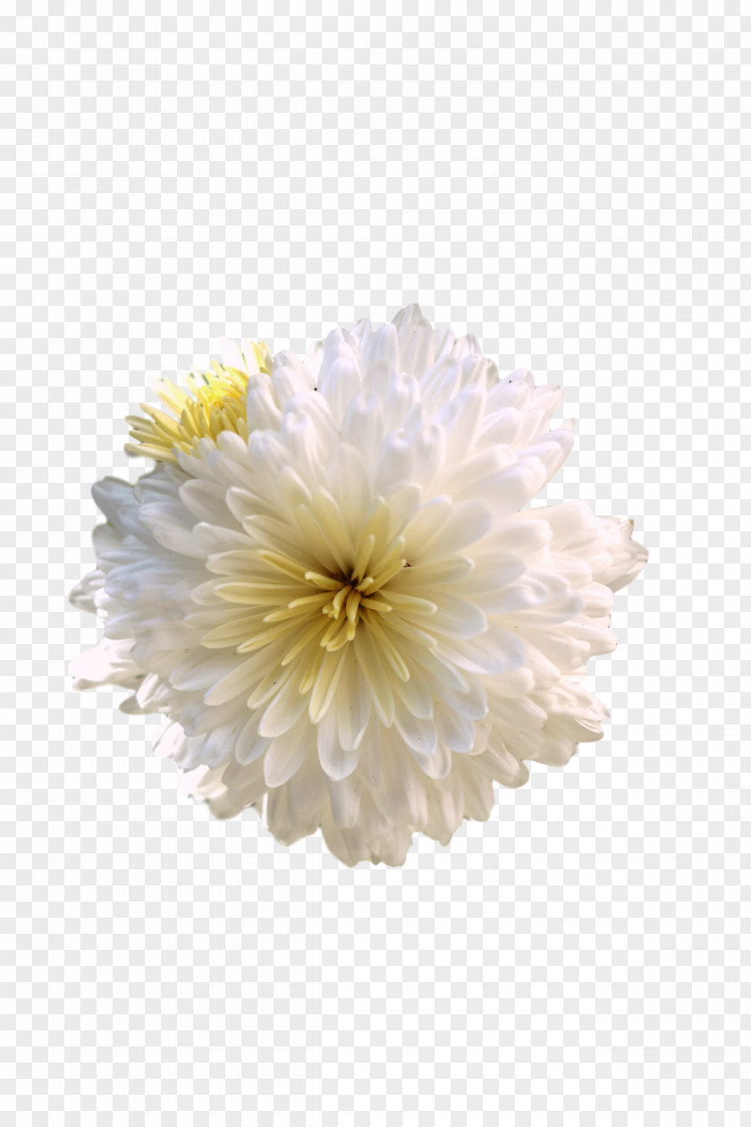 Chrysanthemum Transvaal Daisy Cut Flowers Dahlia Petal PNG