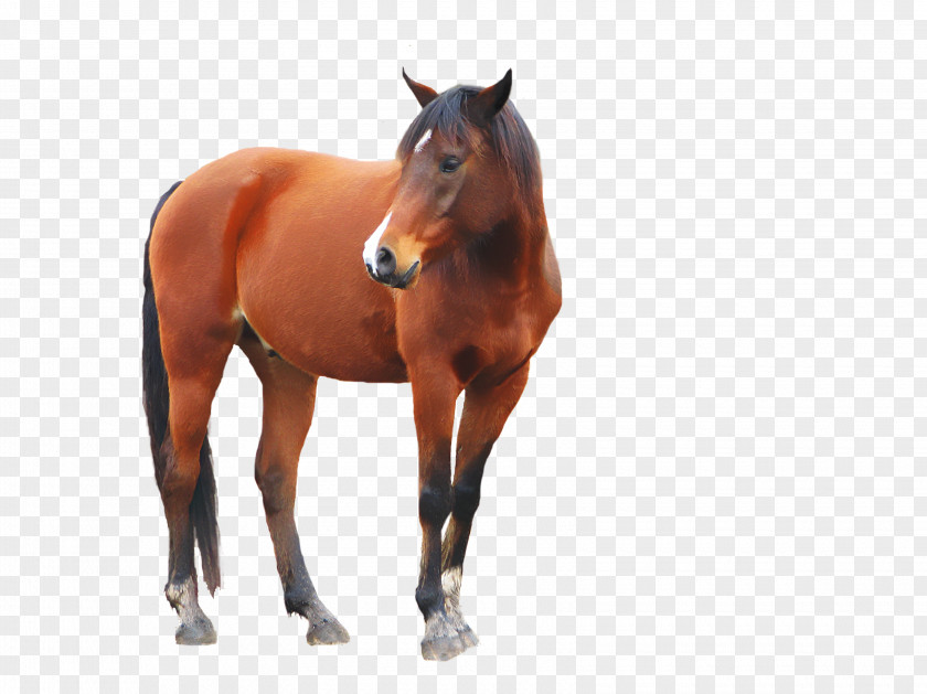 Horse Mustang Stallion Equestrian & Hound PNG