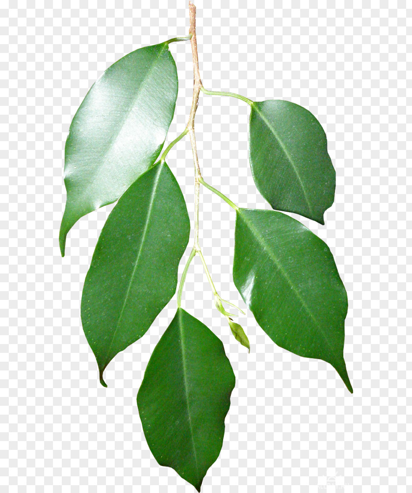 Leaf Twig Swamp Spanish Oak Branch Plant Stem PNG