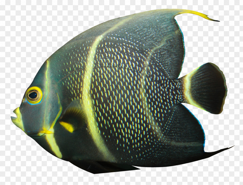 Angelfish Banded PNG