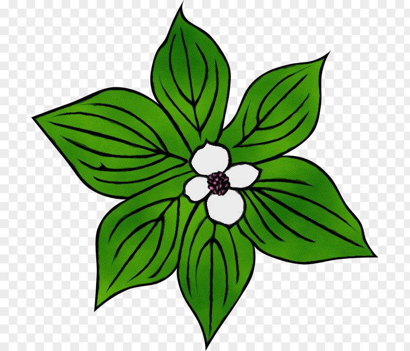 Blackandwhite Petal Green Flower Leaf Clip Art Plant PNG
