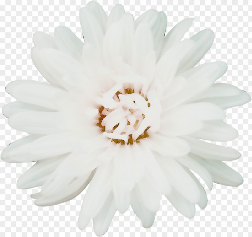 Chrysanthemum Petal White Cut Flowers PNG