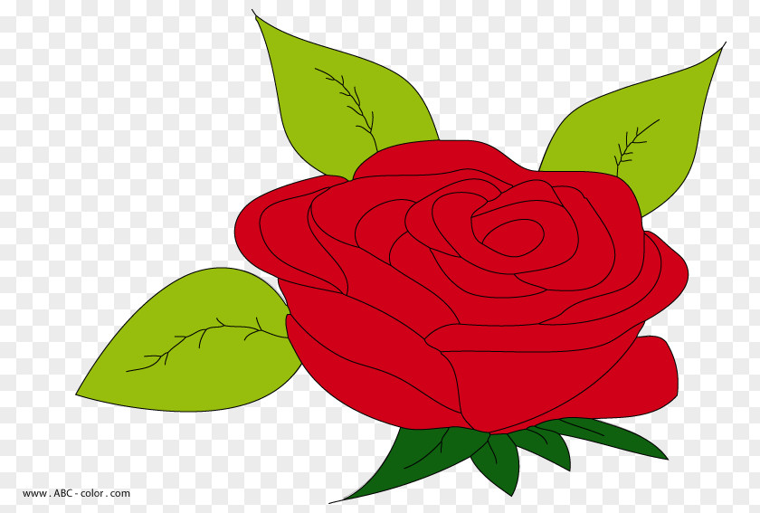 Garden Roses Drawing Clip Art PNG