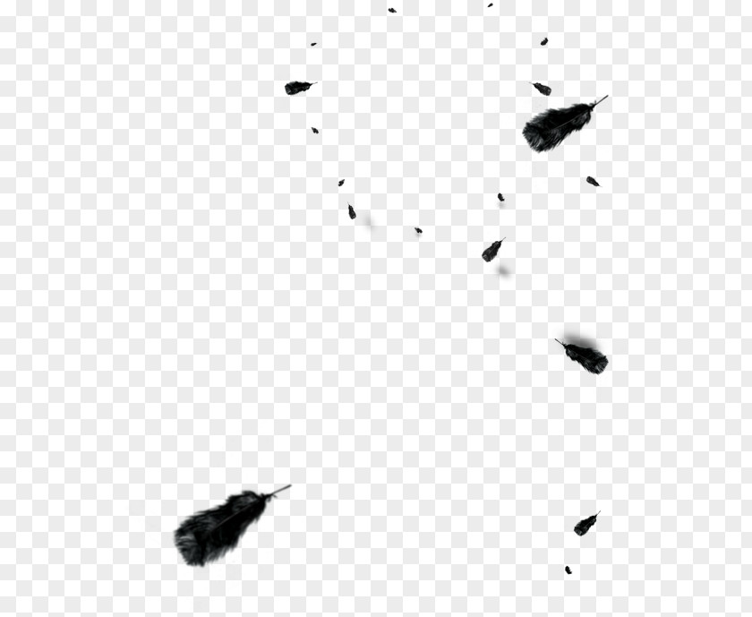 Black Feather Floating And White Euclidean Vector PNG