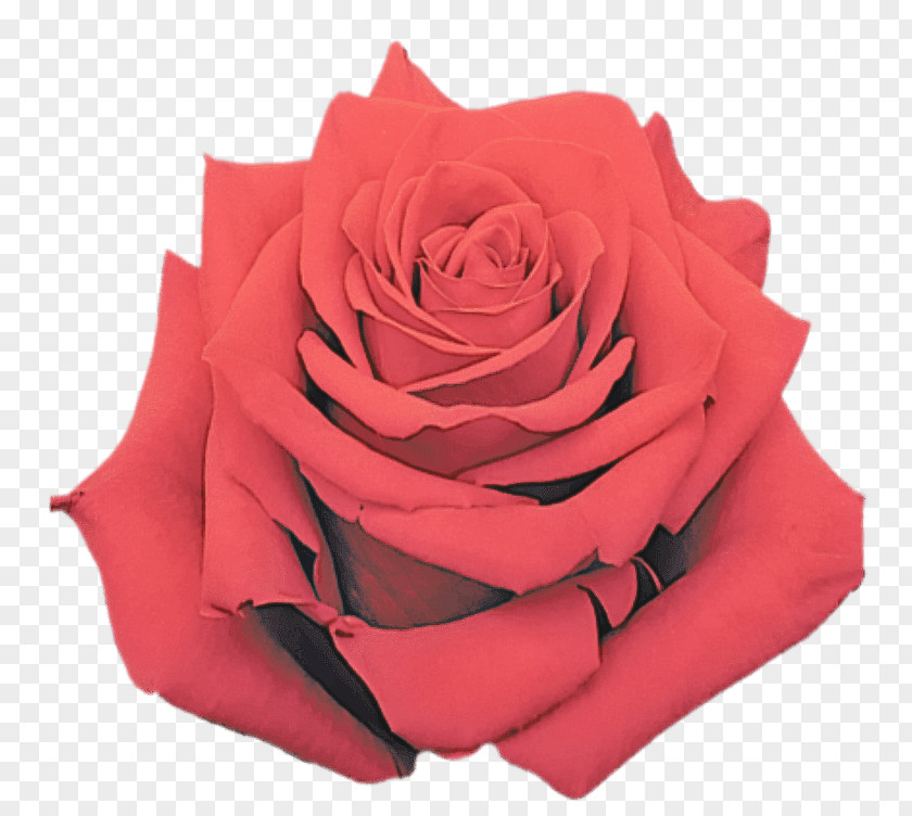 Garden Roses PNG