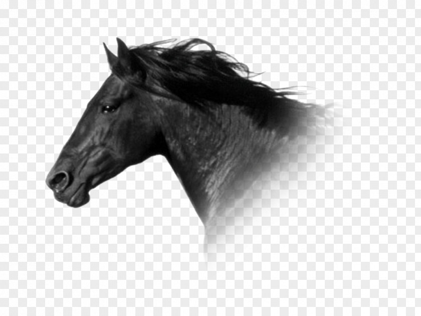 Mustang Connemara Pony Mane Stallion PNG