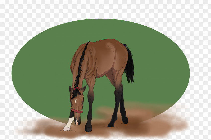 Mustang Mane Foal Stallion Colt PNG