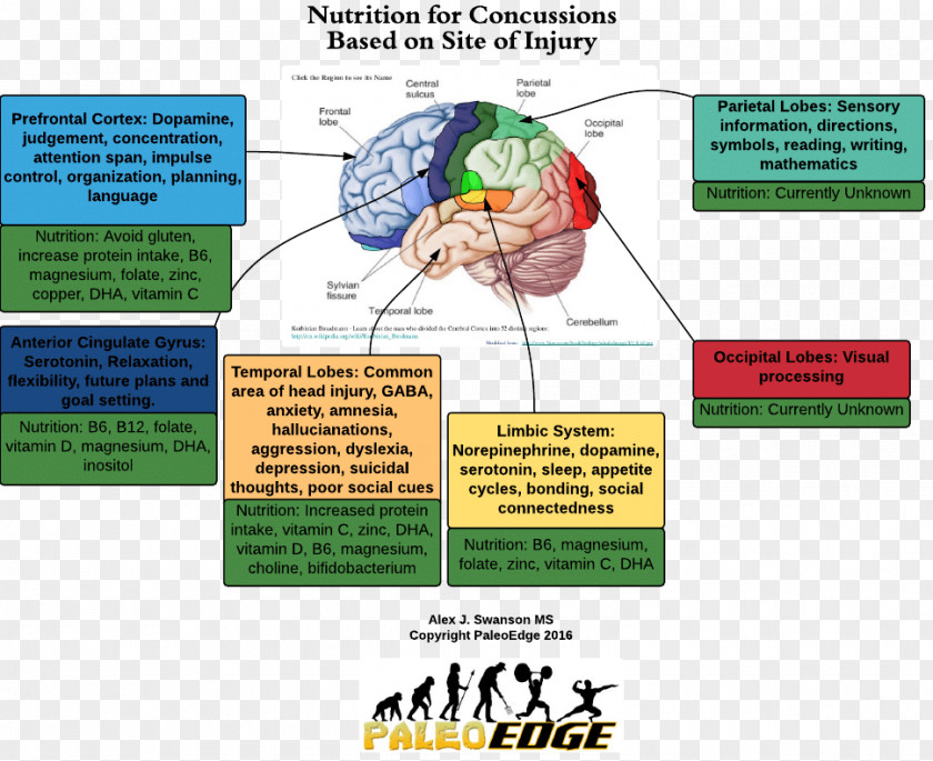 Nutrition And Health Concussion Traumatic Brain Injury Dietary Supplement Therapy PNG