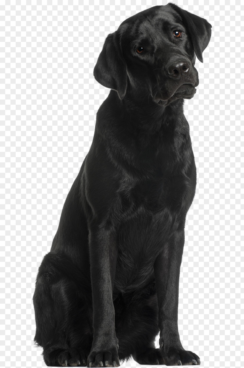 Black Lob Labrador Retriever Flat-Coated Puppy Dog Breed Companion PNG